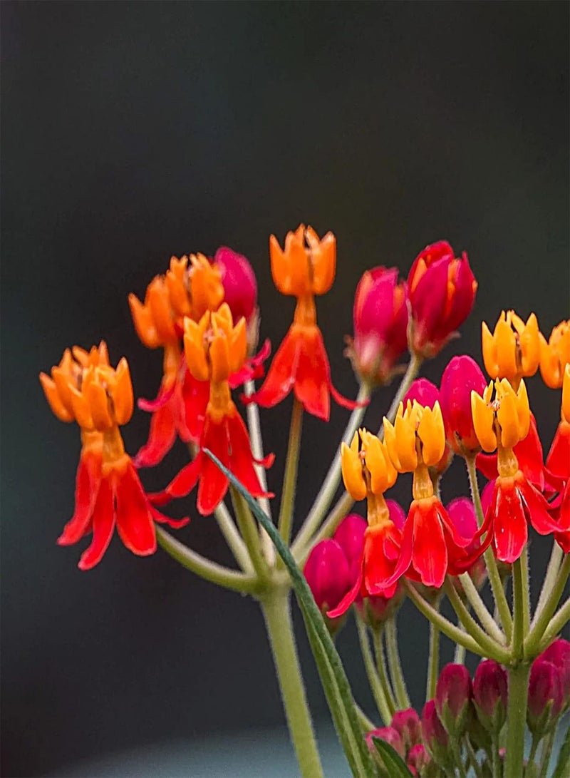 GGOOT seeds 50Pcs Milkweed seeds Heirloom Open Pollinated Non GMO Perennial Garden Flower seeds For Yard Orange - Image 5