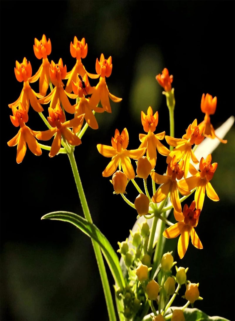 GGOOT seeds 50Pcs Milkweed seeds Heirloom Open Pollinated Non GMO Perennial Garden Flower seeds For Yard Orange - Image 4