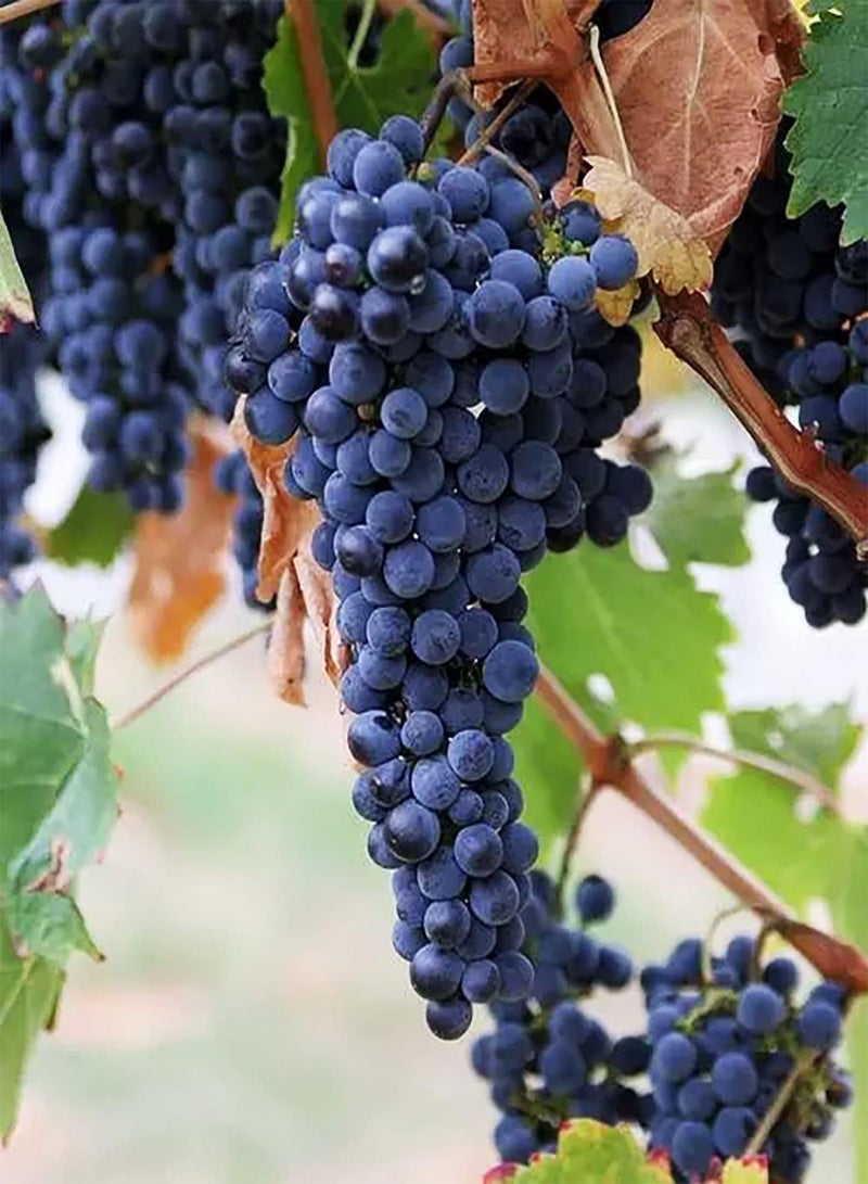 GGOOT 20pcs Purple Grape seeds Non GMO Fruit Rich in Nutritional Value Easy Grow Suitable Giving to Family Friends Fast Growing Beginners - Image 2