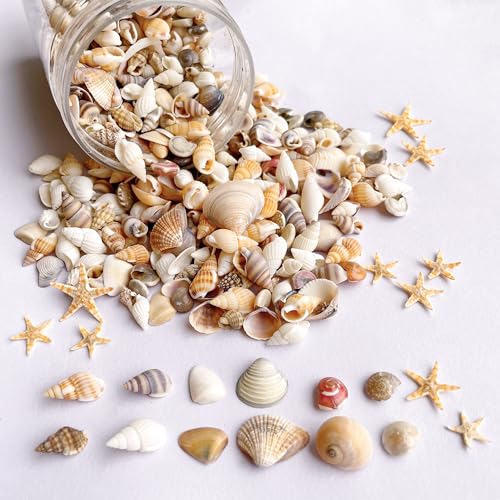 Wanwanzi 1200 PCS Tiny Sea Shells &10 Small Starfish - Mixed Ocean Beach Spiral Seashells for Fish Tank and Vase Filler, Beach Theme Party, Wedding Decor - DIY Craft Supplies - Image 1