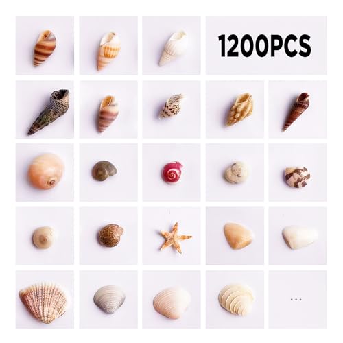 Wanwanzi 1200 PCS Tiny Sea Shells &10 Small Starfish - Mixed Ocean Beach Spiral Seashells for Fish Tank and Vase Filler, Beach Theme Party, Wedding Decor - DIY Craft Supplies - Image 2