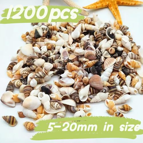 Wanwanzi 1200 PCS Tiny Sea Shells &10 Small Starfish - Mixed Ocean Beach Spiral Seashells for Fish Tank and Vase Filler, Beach Theme Party, Wedding Decor - DIY Craft Supplies - Image 5