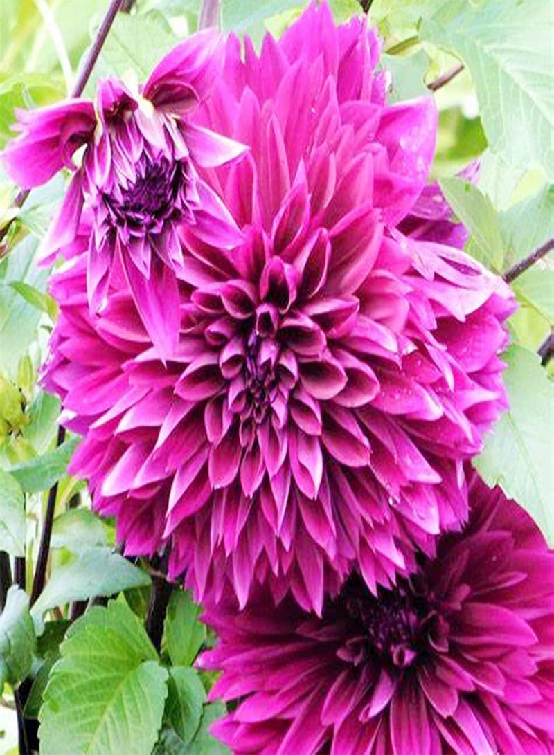 GGOOT Dahlia Seeds/Perennial Plants/Extraordinary Flowers/Can be Planted All Year Round/Long Flowering period-65 PCS,b