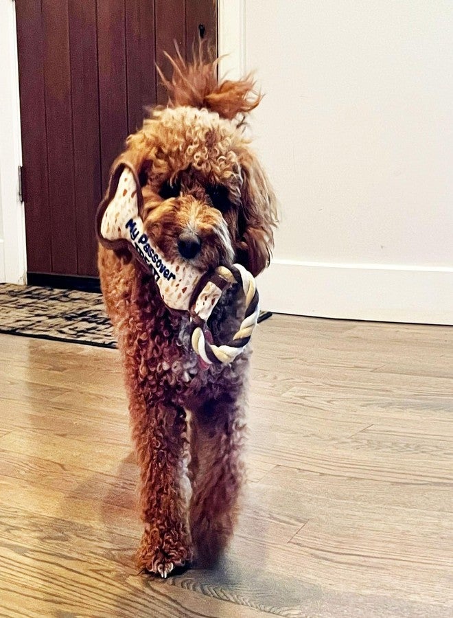 Rite Lite Chewdaica Passover Bone Squeaky Dog Toy, Perfect Passover Gift, Passover Dog Toys, Matzah Pattern Dog Toy, Passover Gifts for Dog Owners - Image 3