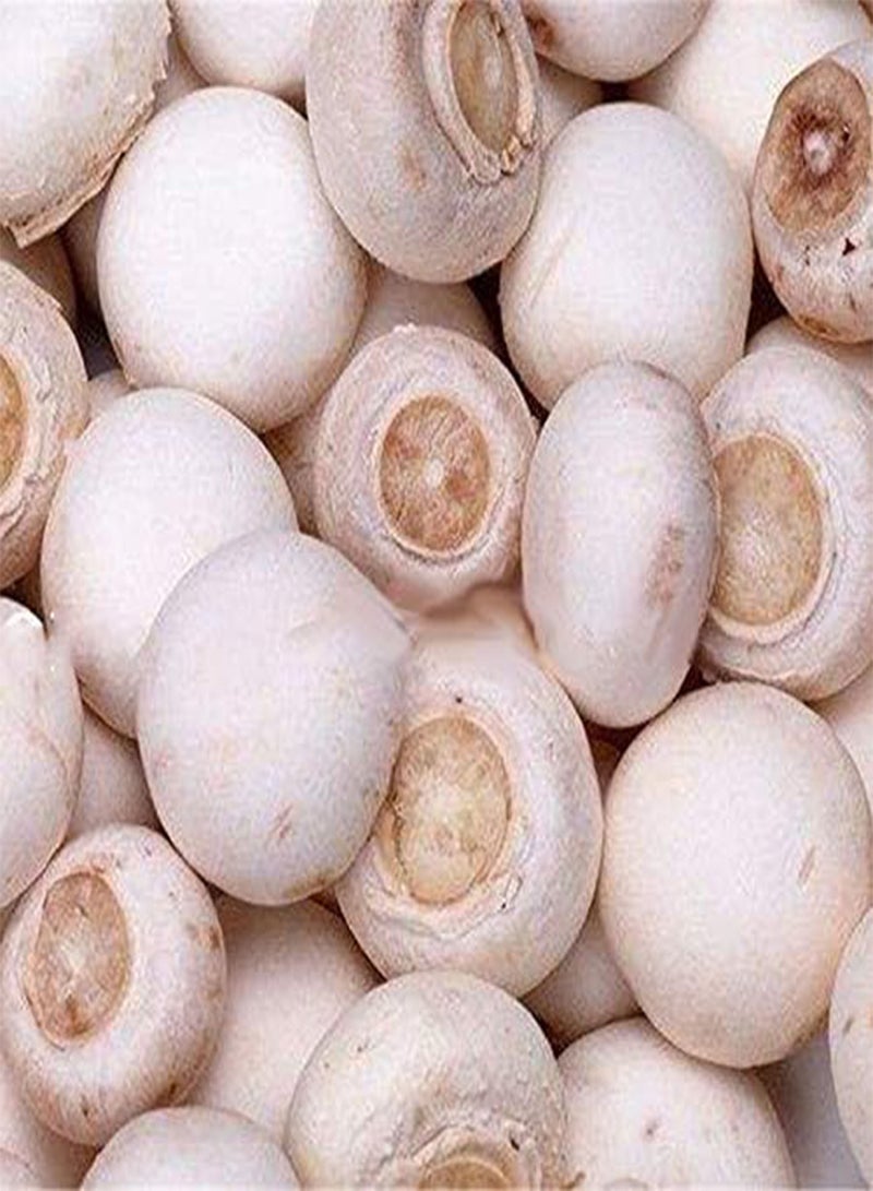 GGOOT 100Pcs/Bag White Mushroom Seeds New Edible and Healthy Vegetable Seeds Bonsai Plant Seeds - Image 3