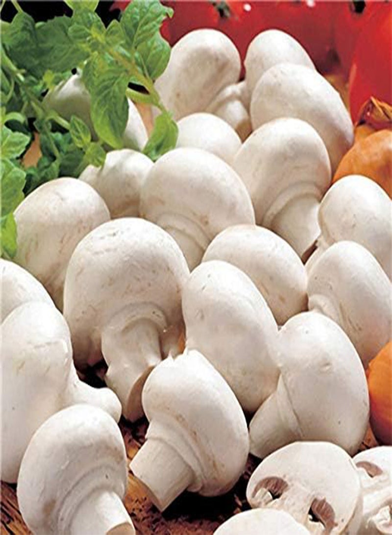 GGOOT 100Pcs/Bag White Mushroom Seeds New Edible and Healthy Vegetable Seeds Bonsai Plant Seeds - Image 2