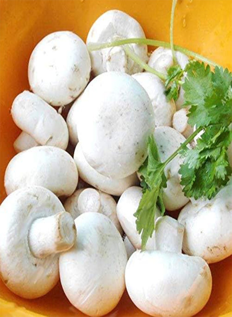 GGOOT 100Pcs/Bag White Mushroom Seeds New Edible and Healthy Vegetable Seeds Bonsai Plant Seeds - Image 1