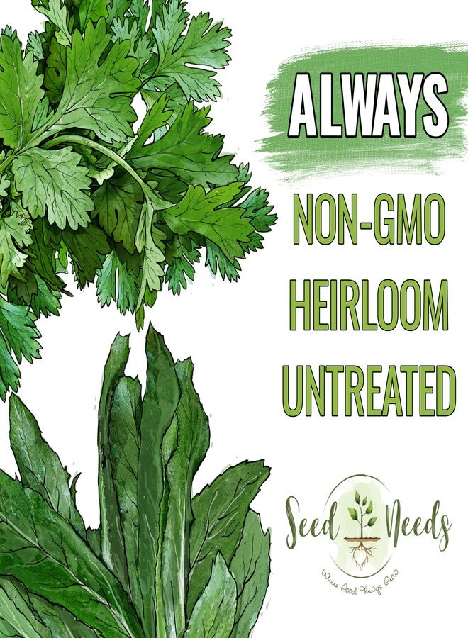 Seed Needs Coriander Seeds for Planting Culantro & Cilantro - Non-GMO Heirloom & Untreated Herb Seed to Plant an Indoor/Outdoor Culinary Medicinal Garden (Collection of 2 Packets) - Image 5