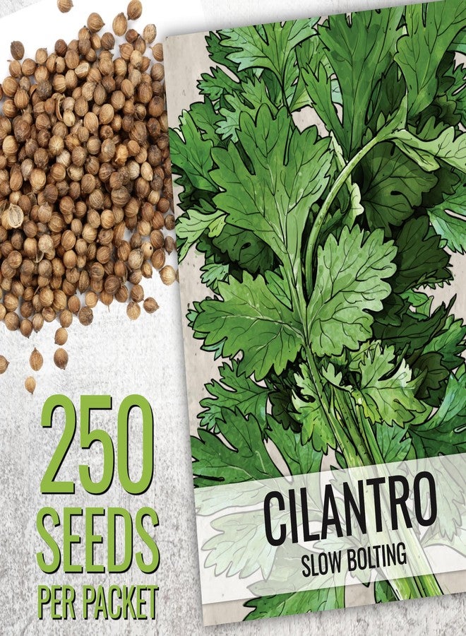 Seed Needs Coriander Seeds for Planting Culantro & Cilantro - Non-GMO Heirloom & Untreated Herb Seed to Plant an Indoor/Outdoor Culinary Medicinal Garden (Collection of 2 Packets) - Image 2