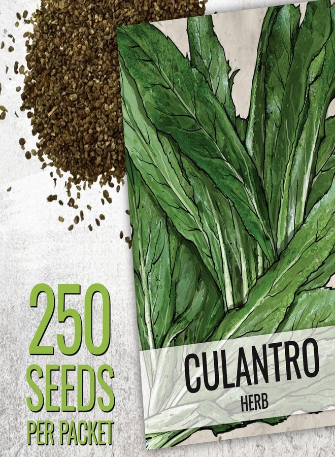 Seed Needs Coriander Seeds for Planting Culantro & Cilantro - Non-GMO Heirloom & Untreated Herb Seed to Plant an Indoor/Outdoor Culinary Medicinal Garden (Collection of 2 Packets) - Image 3