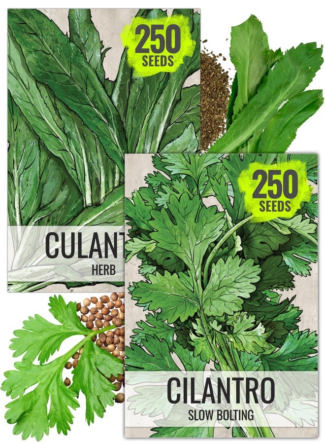 Seed Needs Coriander Seeds for Planting Culantro & Cilantro - Non-GMO Heirloom & Untreated Herb Seed to Plant an Indoor/Outdoor Culinary Medicinal Garden (Collection of 2 Packets) - Image 1