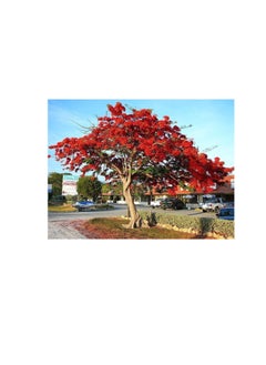 DESERT ENERGY Royal Poinciana Delonix flamboyan tree exotic seed 20 seeds red flower  - Image 3