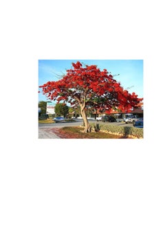 DESERT ENERGY Royal Poinciana Delonix flamboyan tree exotic seed 20 seeds red flower  - Image 2