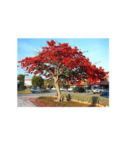 DESERT ENERGY Royal Poinciana Delonix flamboyan tree exotic seed 20 seeds red flower  - Image 1