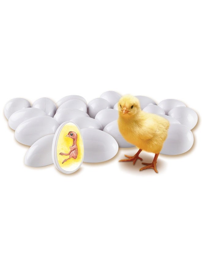 Learning Resources Chick Life Cycle Exploration Set (21-Piece Set, Realistic Models, Ages 5+) - Image 2