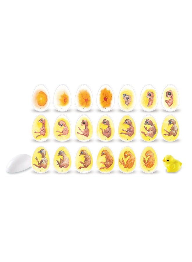 Learning Resources Chick Life Cycle Exploration Set (21-Piece Set, Realistic Models, Ages 5+) - Image 1