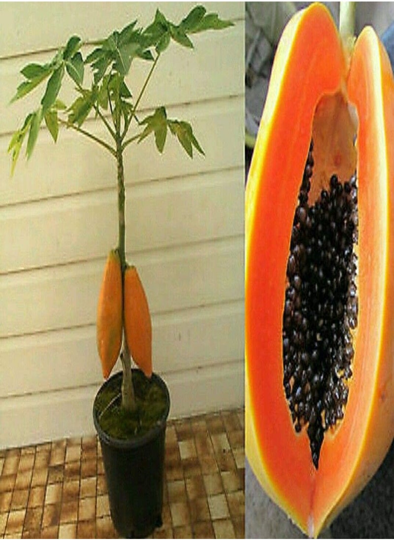 GGOOT Papaya, Carica Papaya by Heavy Torch, 4 Seeds  - Image 2