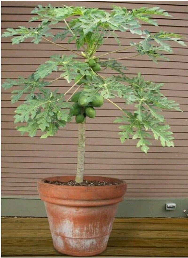 GGOOT Papaya, Carica Papaya by Heavy Torch, 4 Seeds  - Image 1