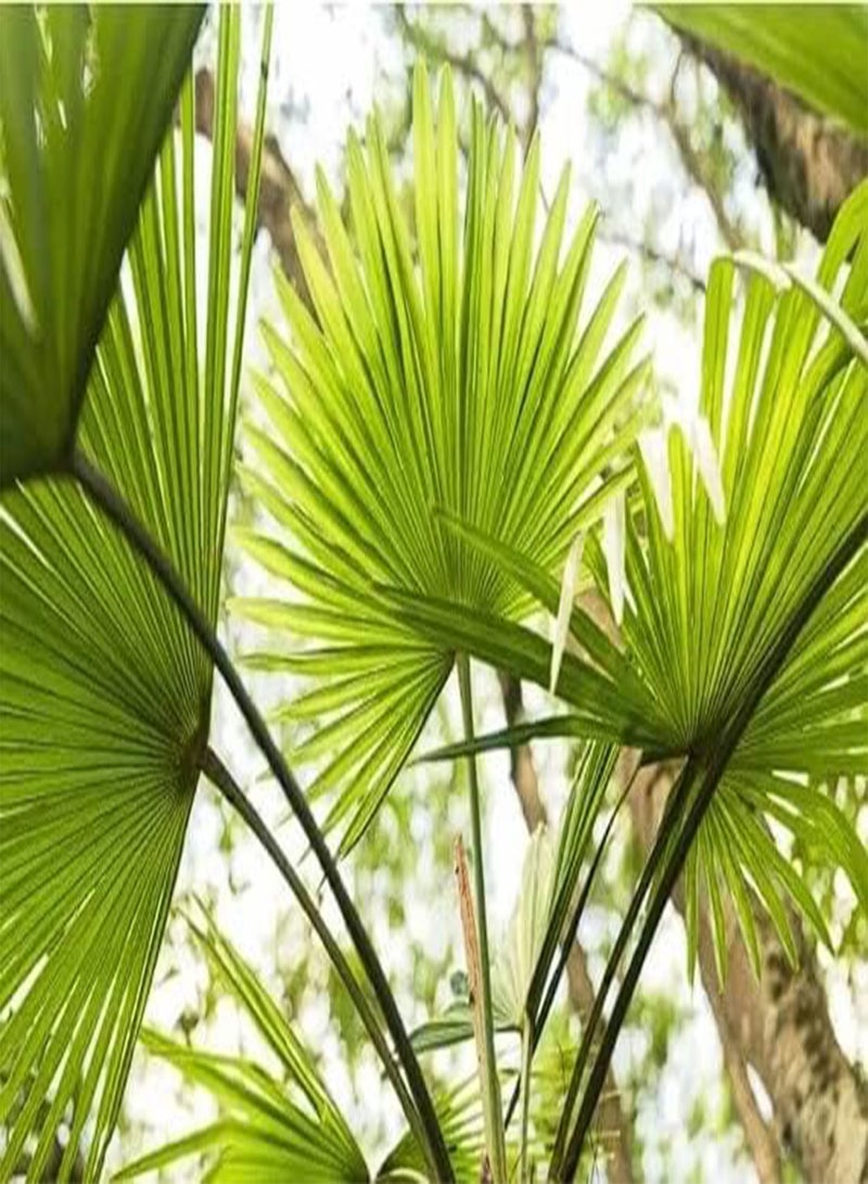 GGOOT Chinese Fan Palm Livistona Chinensis 10 Seeds - Image 2