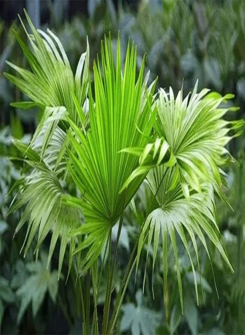 GGOOT Chinese Fan Palm Livistona Chinensis 10 Seeds - Image 3