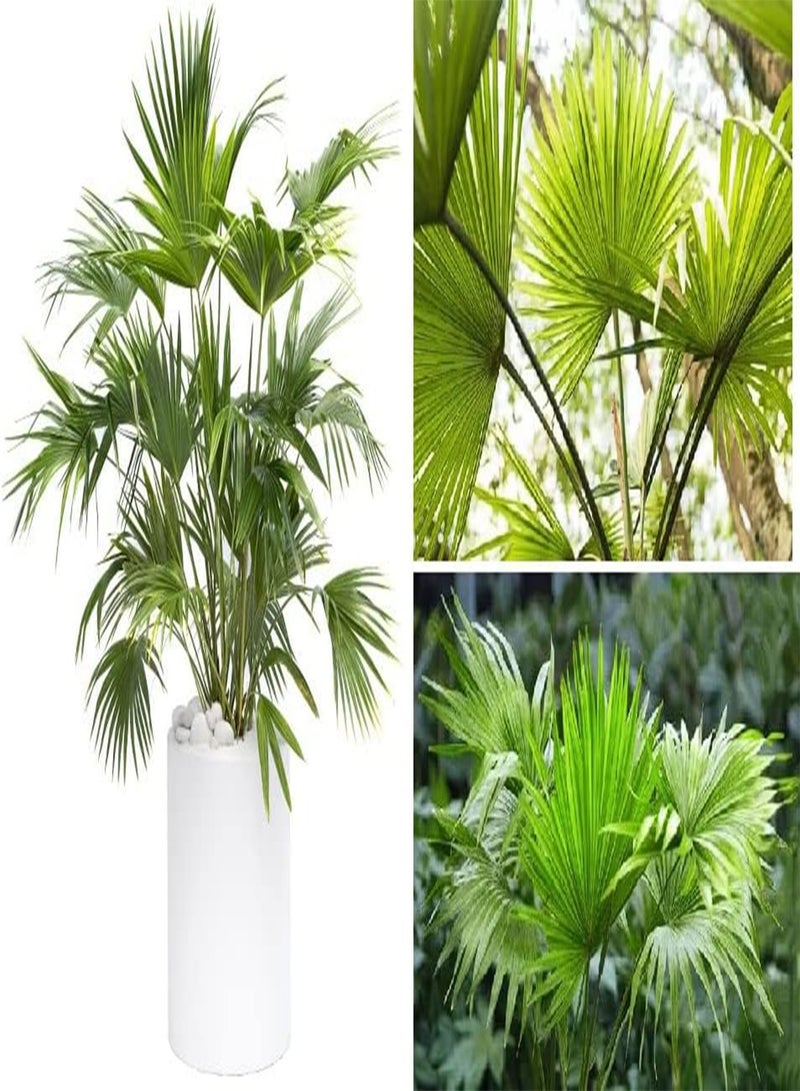 GGOOT Chinese Fan Palm Livistona Chinensis 10 Seeds - Image 1