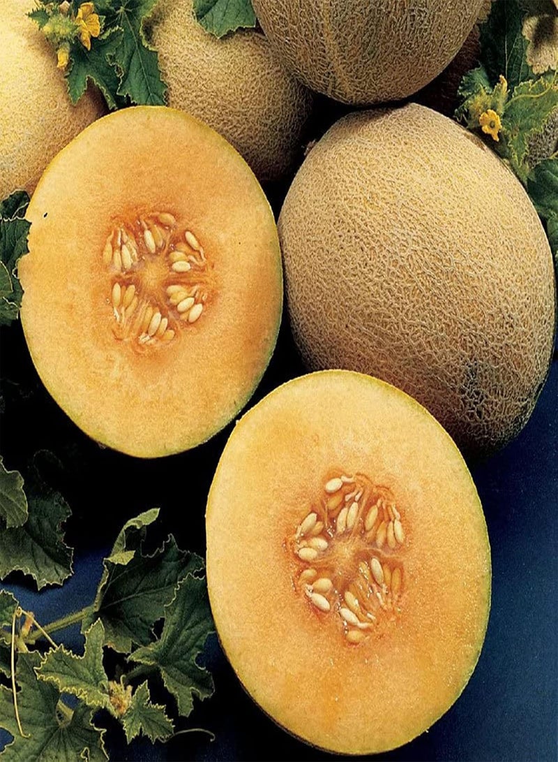 GGOOT 50Pcs Small Bag of Cantaloupe Seeds Non-GMO Natural Growing Fruits Plant Seedlings for Yard Seeds 1size - Image 4