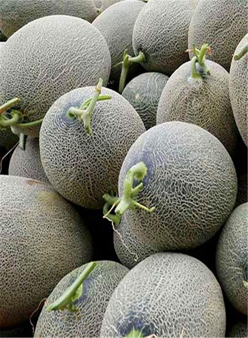 GGOOT 50Pcs Small Bag of Cantaloupe Seeds Non-GMO Natural Growing Fruits Plant Seedlings for Yard Seeds 1size - Image 3