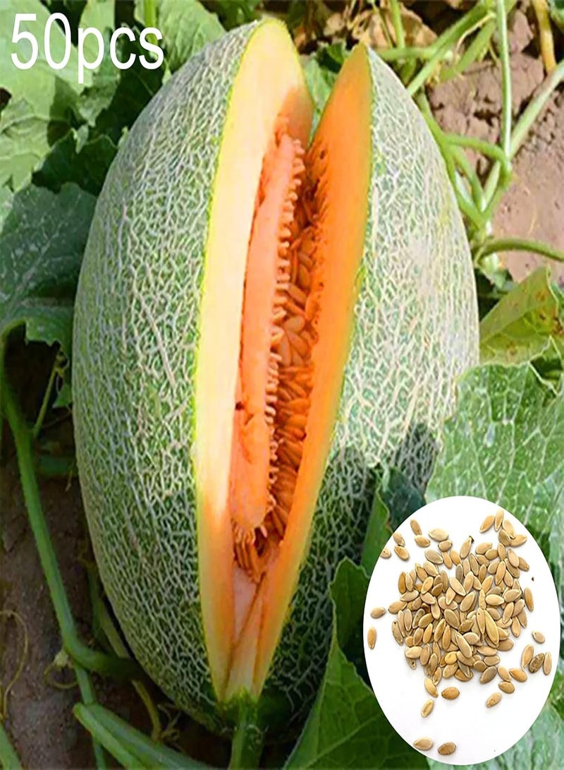 GGOOT 50Pcs Small Bag of Cantaloupe Seeds Non-GMO Natural Growing Fruits Plant Seedlings for Yard Seeds 1size - Image 2