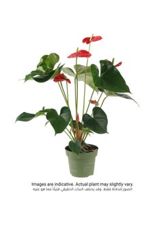 Flamingo Flower Anthurium 14 X 13 X 50 Cm