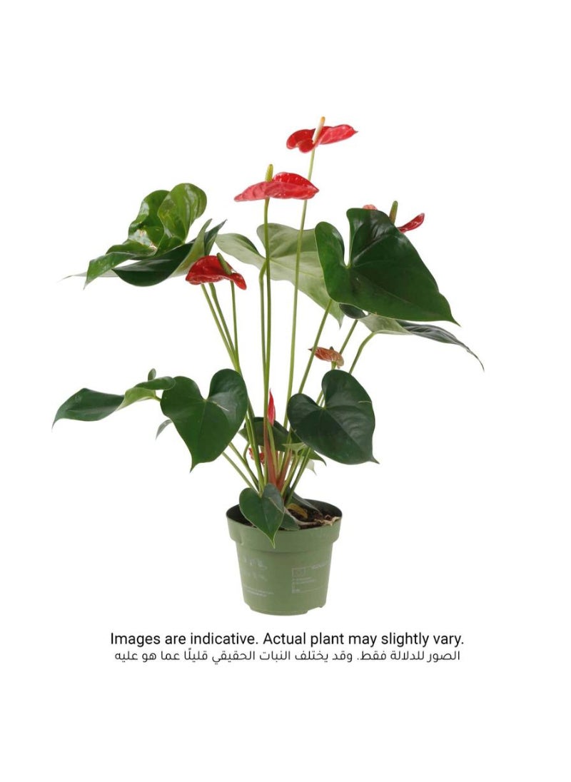 Own Buy - Flamingo Flower Anthurium 14 X 13 X 50 Cm - Image 1