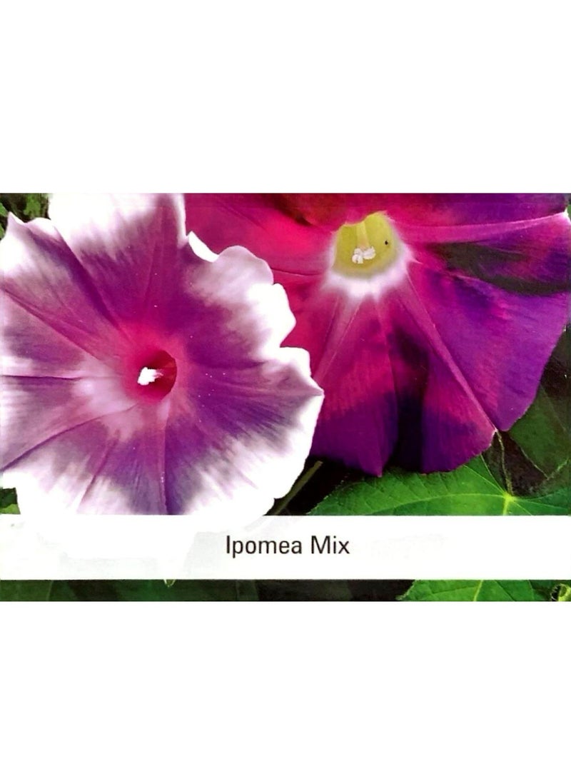 BIOCARVE SEEDS BIOCARVE Ipomea Mix Seeds - Image 2