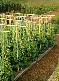 Generic FFD Pack of 5 Small Bamboo Pole 2.5x60  - Image 3