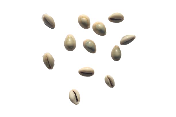 RUKDA Natural Cowrie/Kawri/Kodi Shells - Essential for Lakshmi Puja, Daily Rituals, and Exquisite Handcrafted Jewelry, Wall Hangings, and Sari Embellishments - Set of 11 Pieces - Image 2