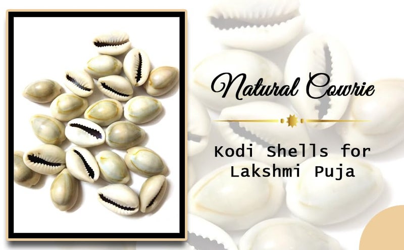 RUKDA Natural Cowrie/Kawri/Kodi Shells - Essential for Lakshmi Puja, Daily Rituals, and Exquisite Handcrafted Jewelry, Wall Hangings, and Sari Embellishments - Set of 11 Pieces - Image 3