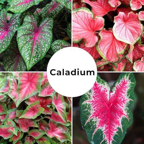 CZ Grain Caladium Bulbs, Fancy Mix, Pack of 10 (Ten), Easy to Grow, Colorful Mix, Perennial Hosta - Image 4