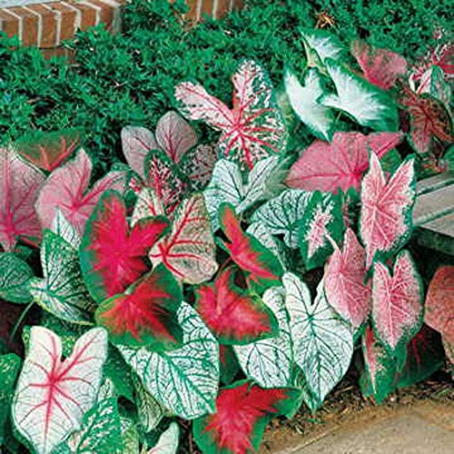 CZ Grain Caladium Bulbs, Fancy Mix, Pack of 10 (Ten), Easy to Grow, Colorful Mix, Perennial Hosta - Image 1