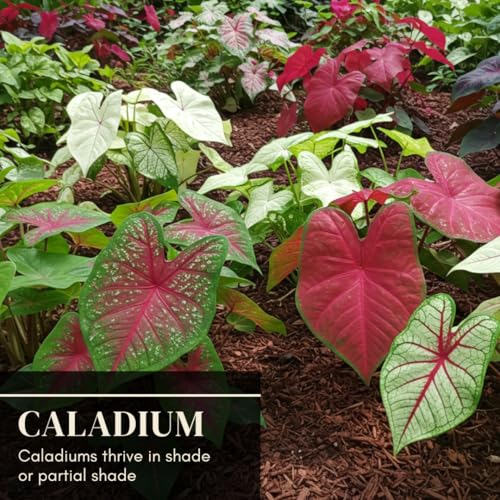 CZ Grain Caladium Bulbs, Fancy Mix, Pack of 10 (Ten), Easy to Grow, Colorful Mix, Perennial Hosta - Image 2
