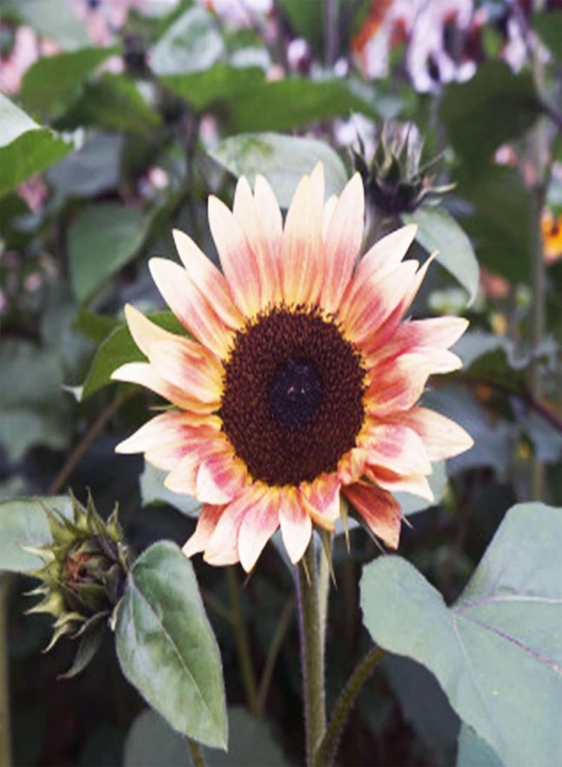 جي جوت مجموعة بذور عباد الشمس لزراعة منزلية اصنعها بنفسك | شتلات نباتات زهرية جميلة بألوان متنوعة للشرفة، بذور أرجوانية - Image 3