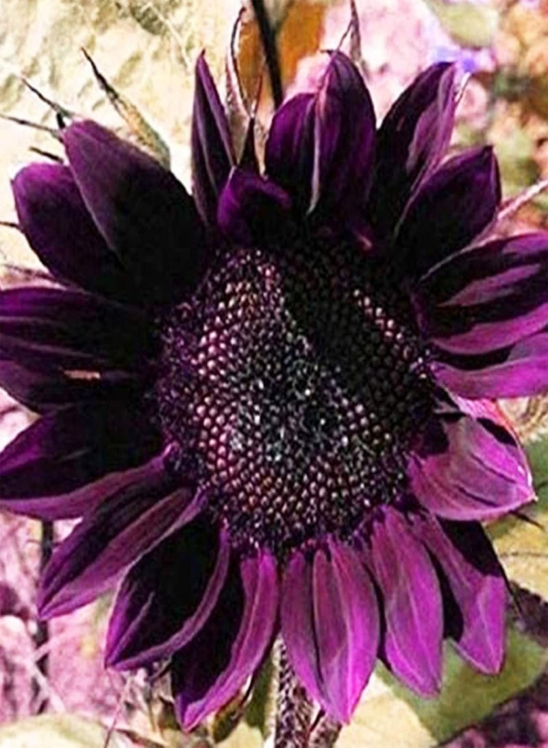 جي جوت مجموعة بذور عباد الشمس لزراعة منزلية اصنعها بنفسك | شتلات نباتات زهرية جميلة بألوان متنوعة للشرفة، بذور أرجوانية - Image 4