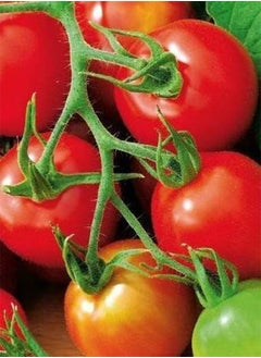 Seed of Tomato Red Alert