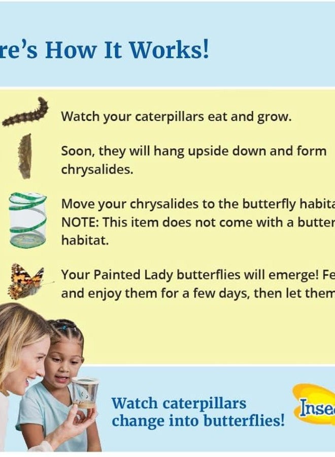 Insect Lore Two Cups of Live Caterpillars with Butterfly Life Cycle Figurines | Butterfly Habitat or Kit Refill | Painted Lady Butterflies - Image 2