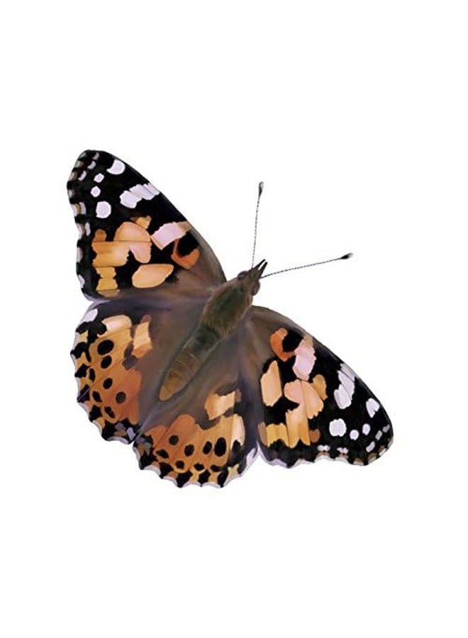 Insect Lore Two Cups of Live Caterpillars with Butterfly Life Cycle Figurines | Butterfly Habitat or Kit Refill | Painted Lady Butterflies - Image 5