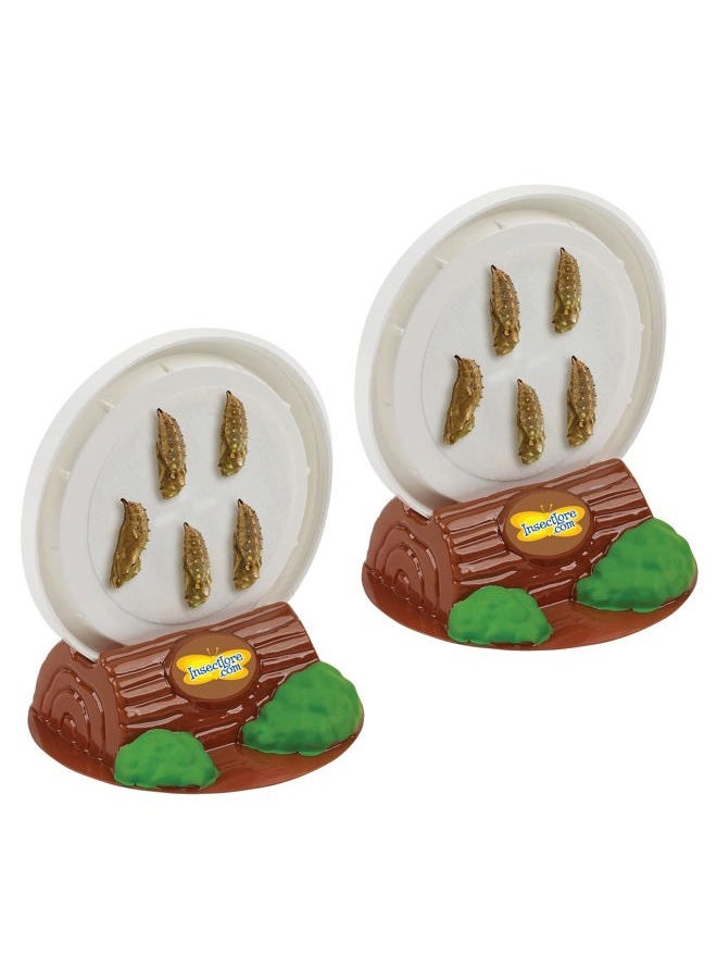 Insect Lore Two Cups of Live Caterpillars with Butterfly Life Cycle Figurines | Butterfly Habitat or Kit Refill | Painted Lady Butterflies - Image 3