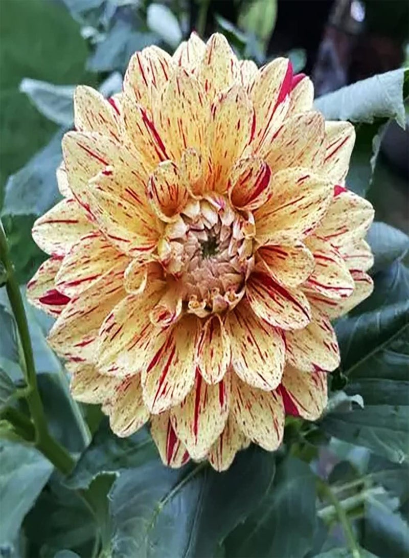 GGOOT 3Stück gemischte Farb Dahlienzwiebeln im Topf Garten Büro Balkon Dekoration Gute Wahl für Heimdekoration Farbe im Garten Schnittblumenstrauß - Image 2