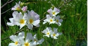 Bach Original Flower Remedies Water Violet Reach Out To Others Connect With Others Emotional Wellness Natural Flower Essence 20ml - Image 2