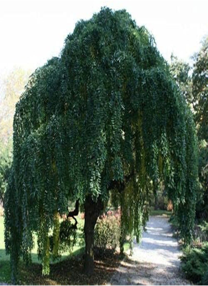 GGOOT Japanese Pagoda Tree, Styphnolobium Japonicum by Heavy Torch, 4 Seeds  - Image 2