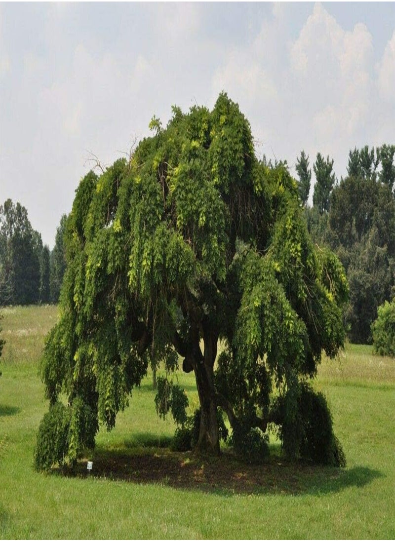 GGOOT Japanese Pagoda Tree, Styphnolobium Japonicum by Heavy Torch, 4 Seeds  - Image 3