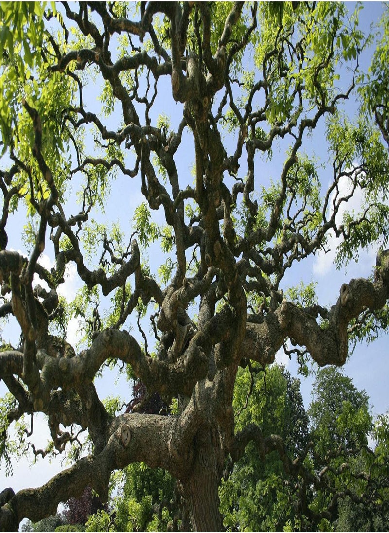 GGOOT Japanese Pagoda Tree, Styphnolobium Japonicum by Heavy Torch, 4 Seeds  - Image 1