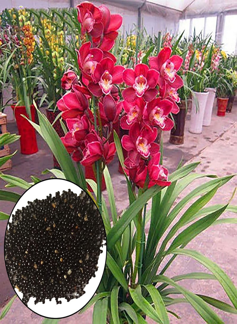 GGOOT 200Pcs Cymbidium seeds Bloom Bright Bright High Survival Rate Household Flower seeds Rose Red - Image 1