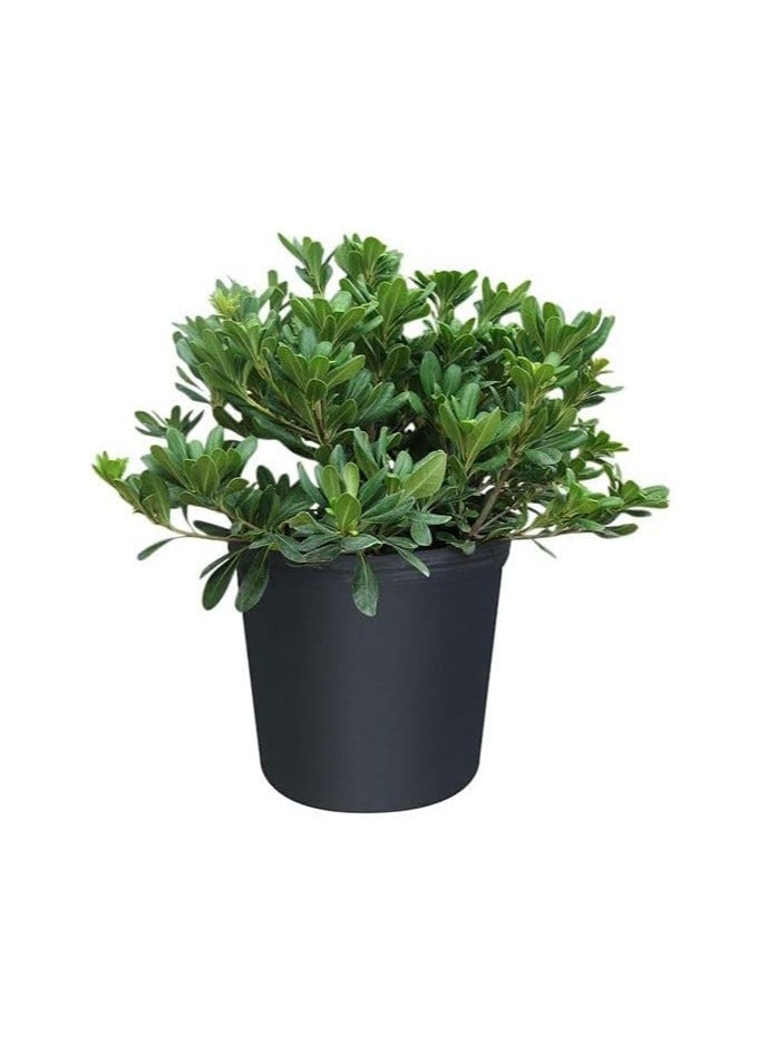 بيتوسبوروم توبيرا - Image 2